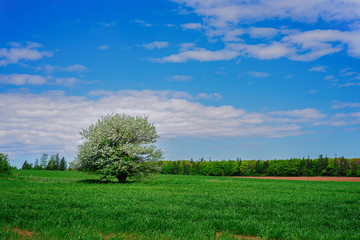 Fototapeta na wymiar Lone apple tree flowering in a farm field in rural Prince Edward Island,Canada.