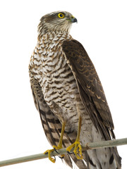falcon isolated