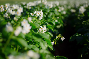 Potato blossoms in a farm field..