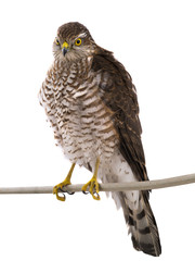 falcon isolated