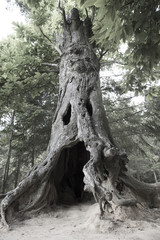 Fototapeta na wymiar Ghost tree3