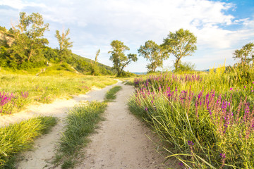 meadow path with flowers