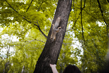 squirrel on the tree