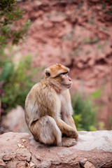Monkey sitting and watching on tourists near the Ouzoud waterfall