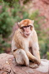 Monkey sitting and watching on tourists near the Ouzoud waterfall