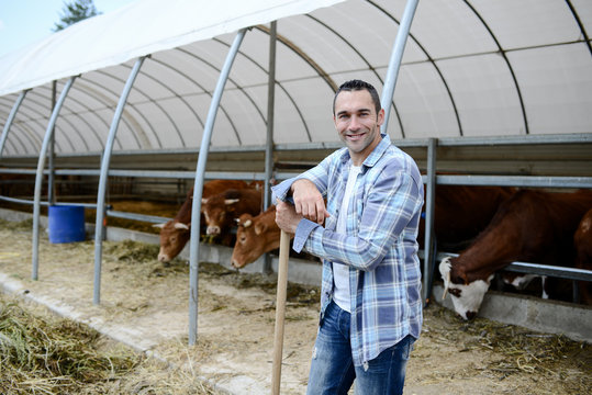 portrait of handsome farmer in a livestock small breeding husbandry farming production taking care of charolais cow and cattle