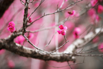 Pink plum blossom