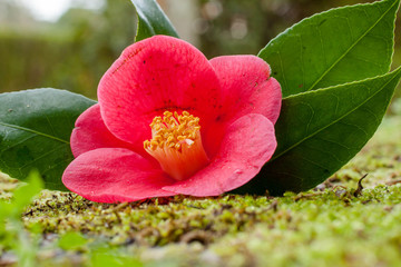 pink camellia japonica flower