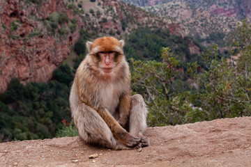 Naklejka premium Monkey sitting and watching on tourists near the Ouzoud waterfall