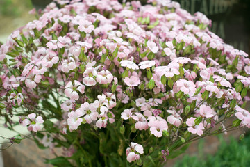 Photo of wild flowers.