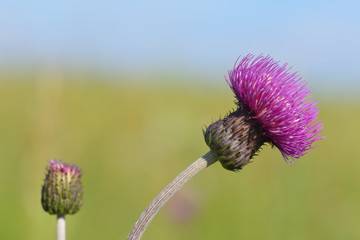 Blüten der  Acker-Kratzdistel