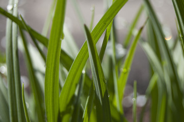 Green grass background