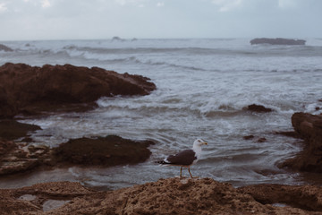 Atlantic ocean coastline in a stormy weather, Essaouira, Morocco