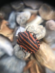 beetle