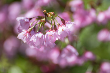 桜の花