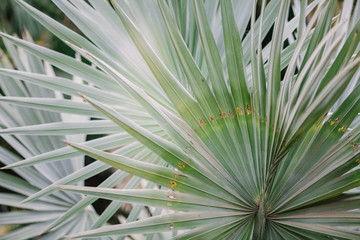 Fototapeta premium Bright green tropical palm leaves close up photo