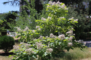 Park Crimea Evpatoria trees beauty