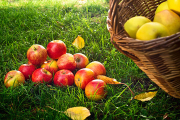 Red Apples in the Grass in the Garden