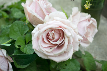 Flower artificial rose.