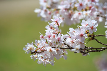 桜の花