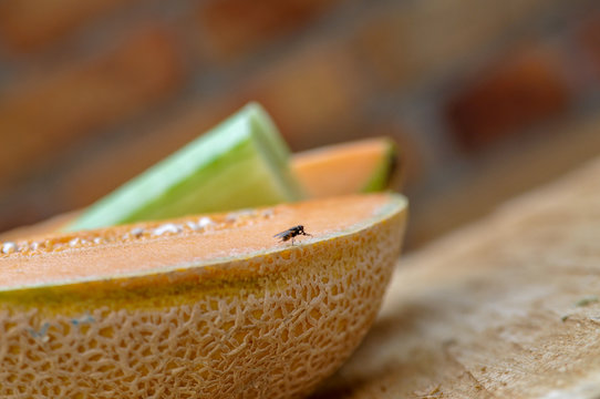 fliege hausfliege auf melone