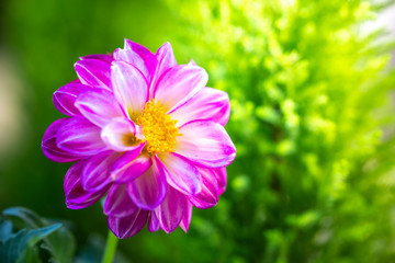 Obraz premium ダリアの花