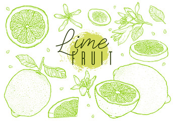 Hand drawn vector lime fruit set. Cut, slice, half, whole. Vintage style. Scetch illustration. Color line on white background.
