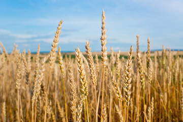 Fototapeta premium Detail of Wheat Field Before the Harvest.