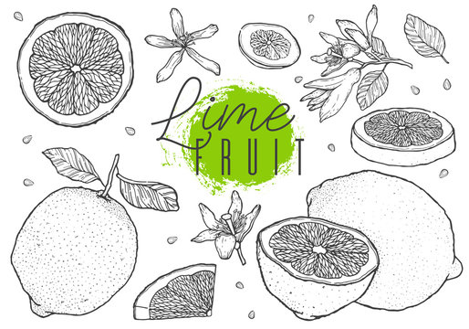 Hand drawn vector lime fruit set. Cut, slice, half, whole. Vintage style. Scetch illustration. Black line on white background.