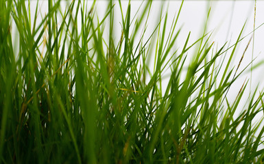 Leaves of grass on a white background.