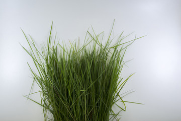 Leaves of grass on a white background.
