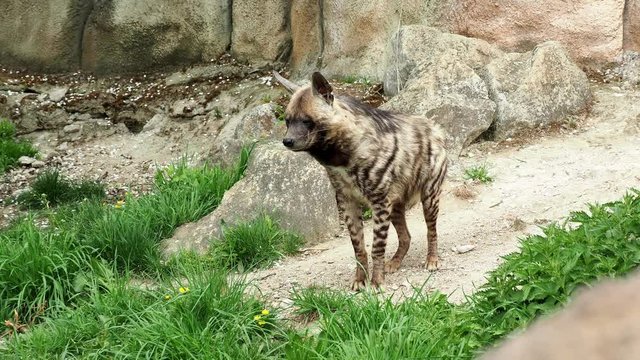Striped hyena (Hyaena hyaena sultana)