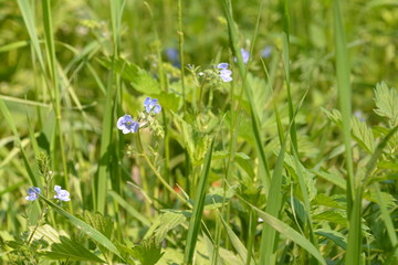 summer, season, sun, sky, heat, nature, greenery, grass, forest, blue, tree, birch, clouds, freshness, yellow, flowers, landscape, stream, spring, water, oxygen, field, mountain, hill, cliff, trail, b