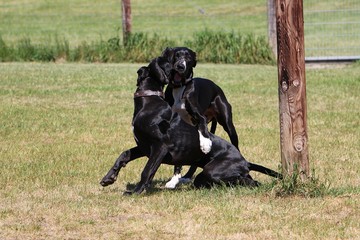 two funny black great danes are playing in the garden