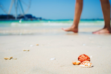 Fototapeta na wymiar Summer background, seashells by the sea, tropical landscape