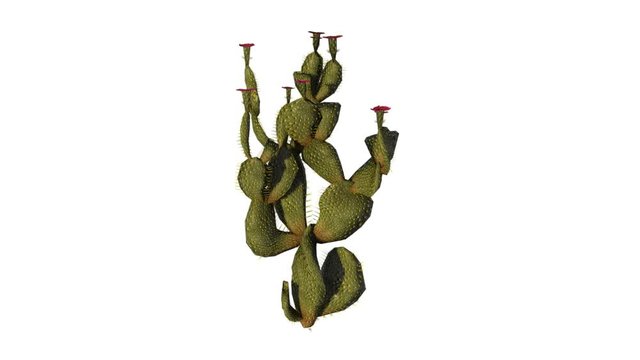 Beavertail Cactus. Alpha Channel Included.