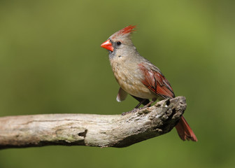 Female Northern Cardinal perched on a dead tree branch