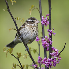 Female Rose-breasted Grosbeak perched in a flowering redbud tree