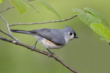 Tufted Titmouse perched in witch hazel