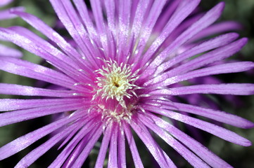 Obraz premium macro fiori