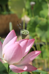 Dragonfly on lotus
