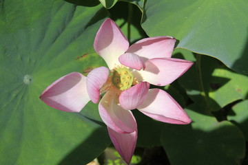 A lotus flower