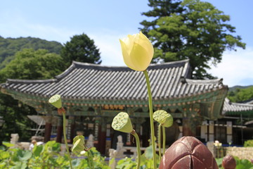 Pin lotus in summer
