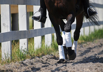 Legs of a sports horse in white bandage