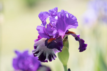 Purple Iris blooms on a beautiful spring day