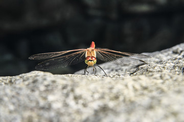 Red dragonfly