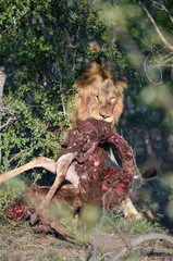 Male lion with prey near Kruger National Park, South Africa