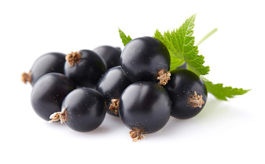 Black currant in closeup