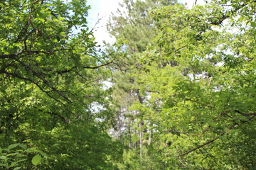 surroundings of the cave city of Bakla, Crimea, Bakhchisarai district, rocky village, nature, beauty, landscapes of the mountain Crimea