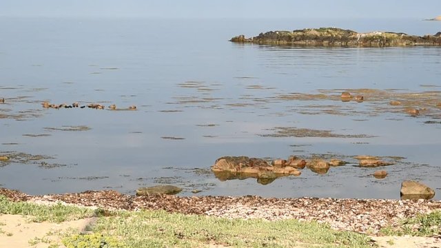 Adult female ducks with lots of ducklings swimming along a rocky and shallow shore.